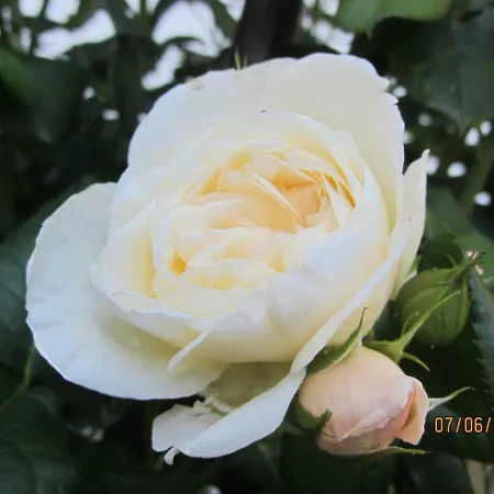 Mosel-auszeit Daire Brauneberg