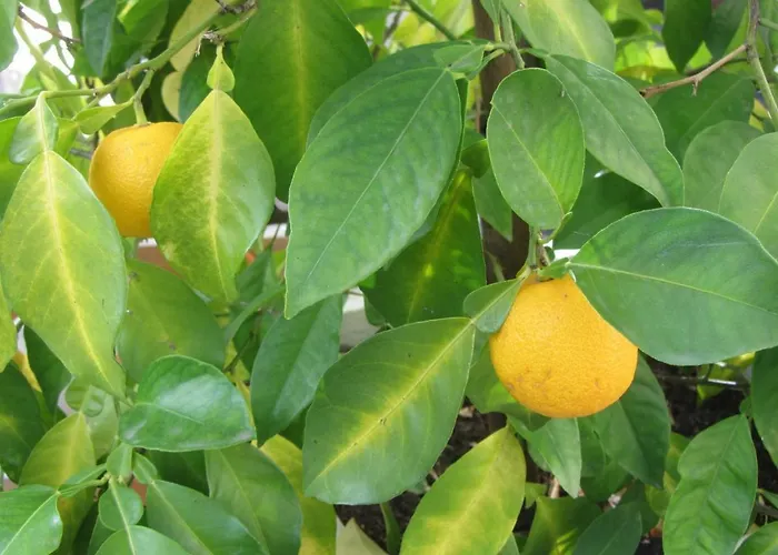 Mosel-auszeit * Brauneberg