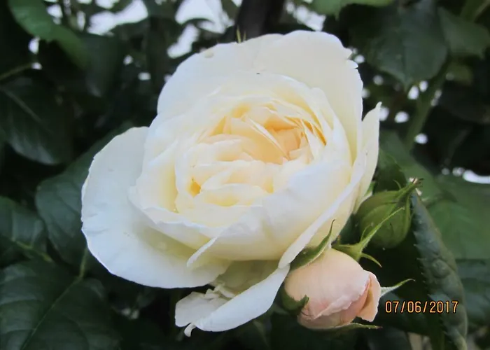 Mosel-auszeit 公寓 布劳讷贝格